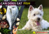 Can Dogs Eat Fish? “Yummy” but makes your doggy “Tummy”! dog eat fish