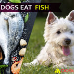 Can Dogs Eat Fish? “Yummy” but makes your doggy “Tummy”! dog eat fish