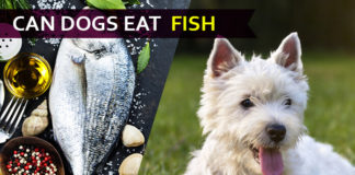 dog eat fish