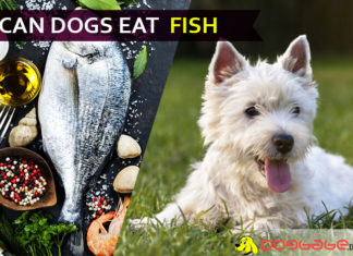 Can Dogs Eat Fish? “Yummy” but makes your doggy “Tummy”! dog eat fish