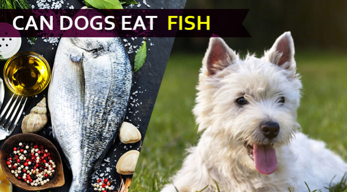 dog eat fish