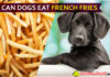 Can Dogs Eat French Fries? Will French fries fry your dog? dog eat french fries