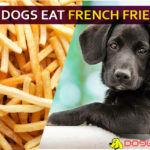 Can Dogs Eat French Fries? Will French fries fry your dog? dog eat french fries
