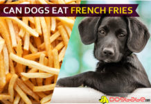 dog eat french fries