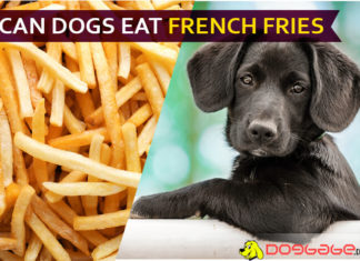 Can Dogs Eat French Fries? Will French fries fry your dog? dog eat french fries