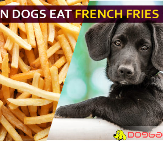 dog eat french fries