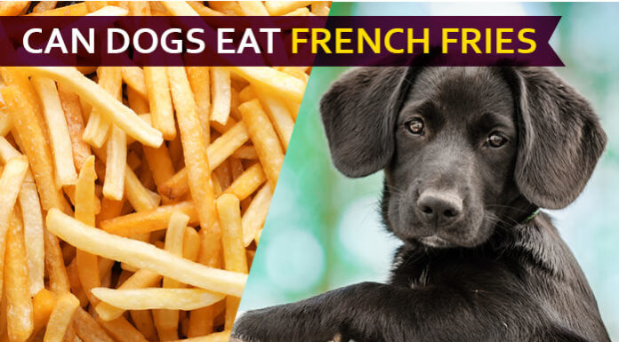 dog eat french fries