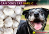 Can Dogs Eat Garlic? Yes or No? Is it dangerous for your puppy? Reveal it! dog eat garlic