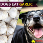 Can Dogs Eat Garlic? Yes or No? Is it dangerous for your puppy? Reveal it! dog eat garlic