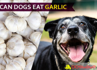 Can Dogs Eat Garlic? Yes or No? Is it dangerous for your puppy? Reveal it! dog eat garlic