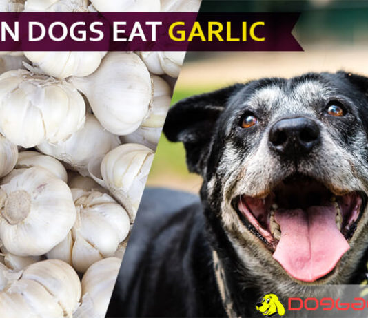 dog eat garlic