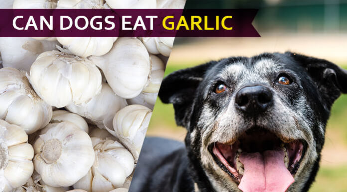 Can Dogs Eat Garlic? Yes or No? Is it dangerous for your puppy? Reveal it! dog eat garlic