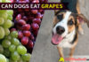 Can Dogs Eat Grapes? Sour news for grapes diet of Doggies! dog eat grape
