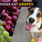 Can Dogs Eat Grapes? Sour news for grapes diet of Doggies! dog eat grape