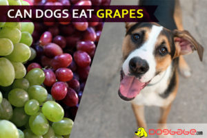 Can Dogs Eat Grapes? Do Not Even Think About It! Here's Why!