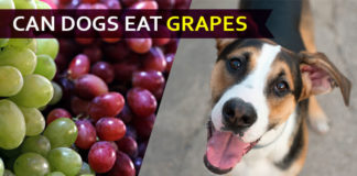 dog eat grape