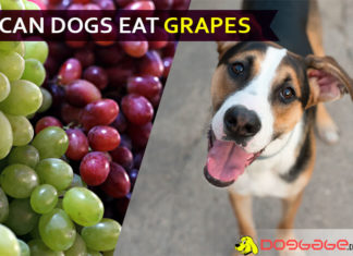 Can Dogs Eat Grapes? Sour news for grapes diet of Doggies! dog eat grape