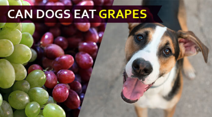 dog eat grape