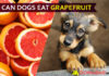 Can Dogs Eat Grapefruit? Is Grapefruit Good or Bad for Dogs? dog eat grapefruit