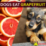 Can Dogs Eat Grapefruit? Is Grapefruit Good or Bad for Dogs? dog eat grapefruit