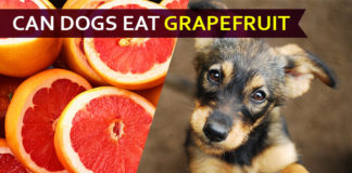 dog eat grapefruit