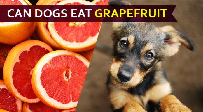 dog eat grapefruit