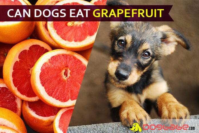 dog eat grapefruit