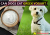 Can Dogs Eat Greek Yogurt? Why Dogs LUV it? dog eat greek yogurt