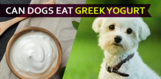 dog eat greek yogurt