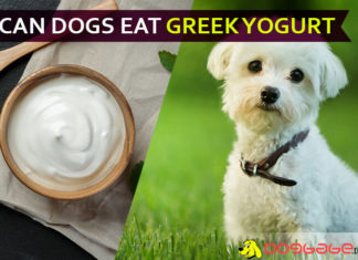 Can Dogs Eat Greek Yogurt? Why Dogs LUV it? dog eat greek yogurt