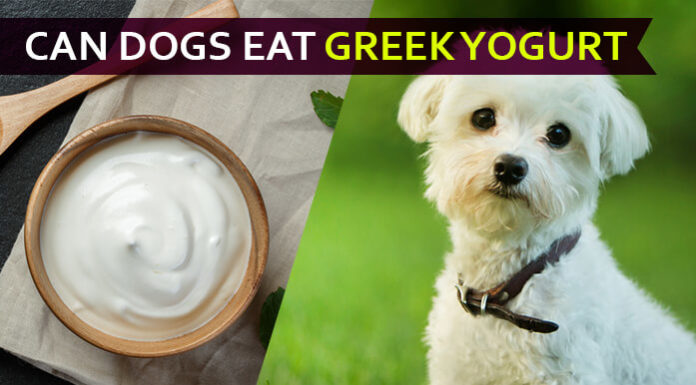 dog eat greek yogurt