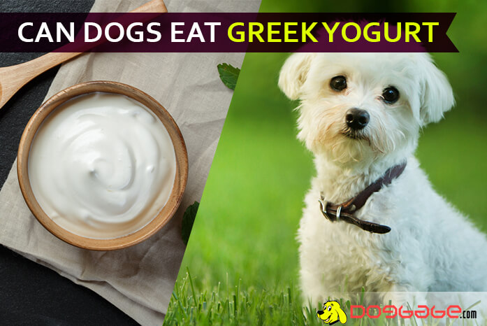 Can Dogs Eat Greek Yogurt? Yes! But 