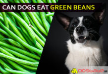 dog eat green bean