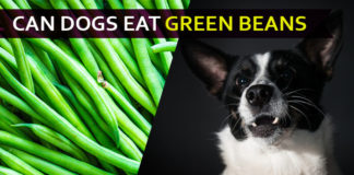 dog eat green bean