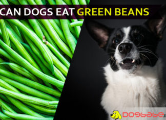 Can dogs eat green beans? I noticed him eating beans in backyard dog eat green bean