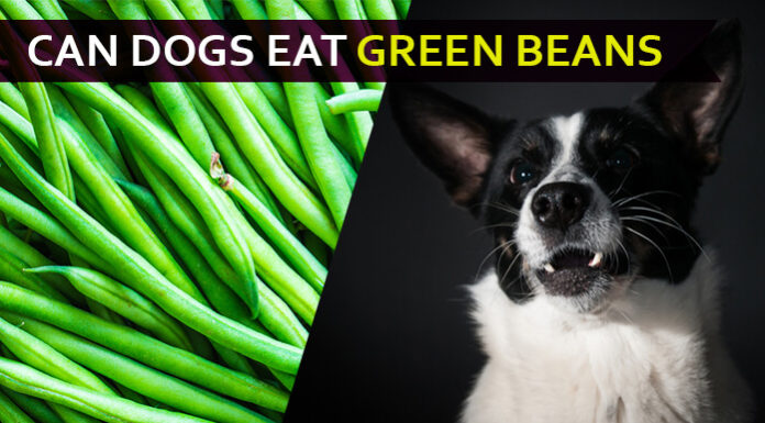 Can dogs eat green beans? I noticed him eating beans in backyard dog eat green bean