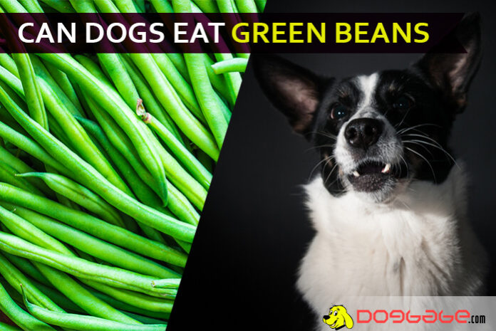 dog eat green bean