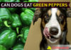 Can Dogs Eat Green Peppers? Make your dog’s diet spicy with yellow or red! dog eat green pepper