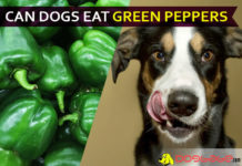 dog eat green pepper