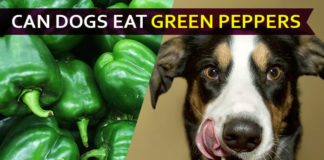 dog eat green pepper