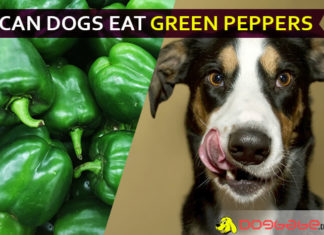 Can Dogs Eat Green Peppers? Make your dog’s diet spicy with yellow or red! dog eat green pepper