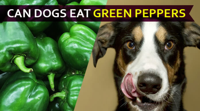 dog eat green pepper