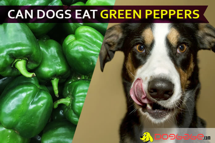 dog eat green pepper