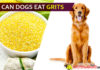 Can Dogs Eat Grits? Will these grits make your dog inside the vet’s grid? dog eat grit