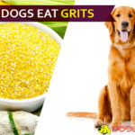 dog eat grit