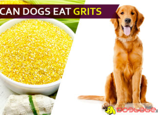 Can Dogs Eat Grits? Will these grits make your dog inside the vet’s grid? dog eat grit