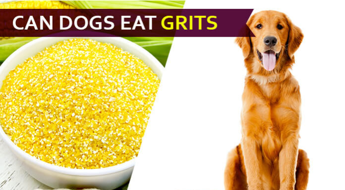 dog eat grit