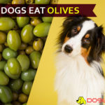 Can Dogs Eat Olives? Black or green? Oil or Plain? Dig it out! dog eat olive
