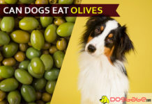 dog eat olive