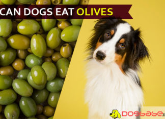 Can Dogs Eat Olives? Black or green? Oil or Plain? Dig it out! dog eat olive